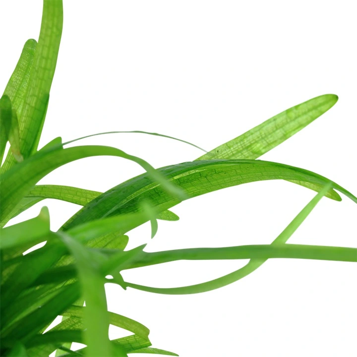 Tropica Sagittaria subulata 1-2-GROW
