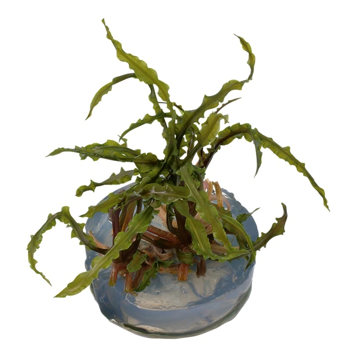 Tropica Cryptocoryne Crispatula 1-2-GROW