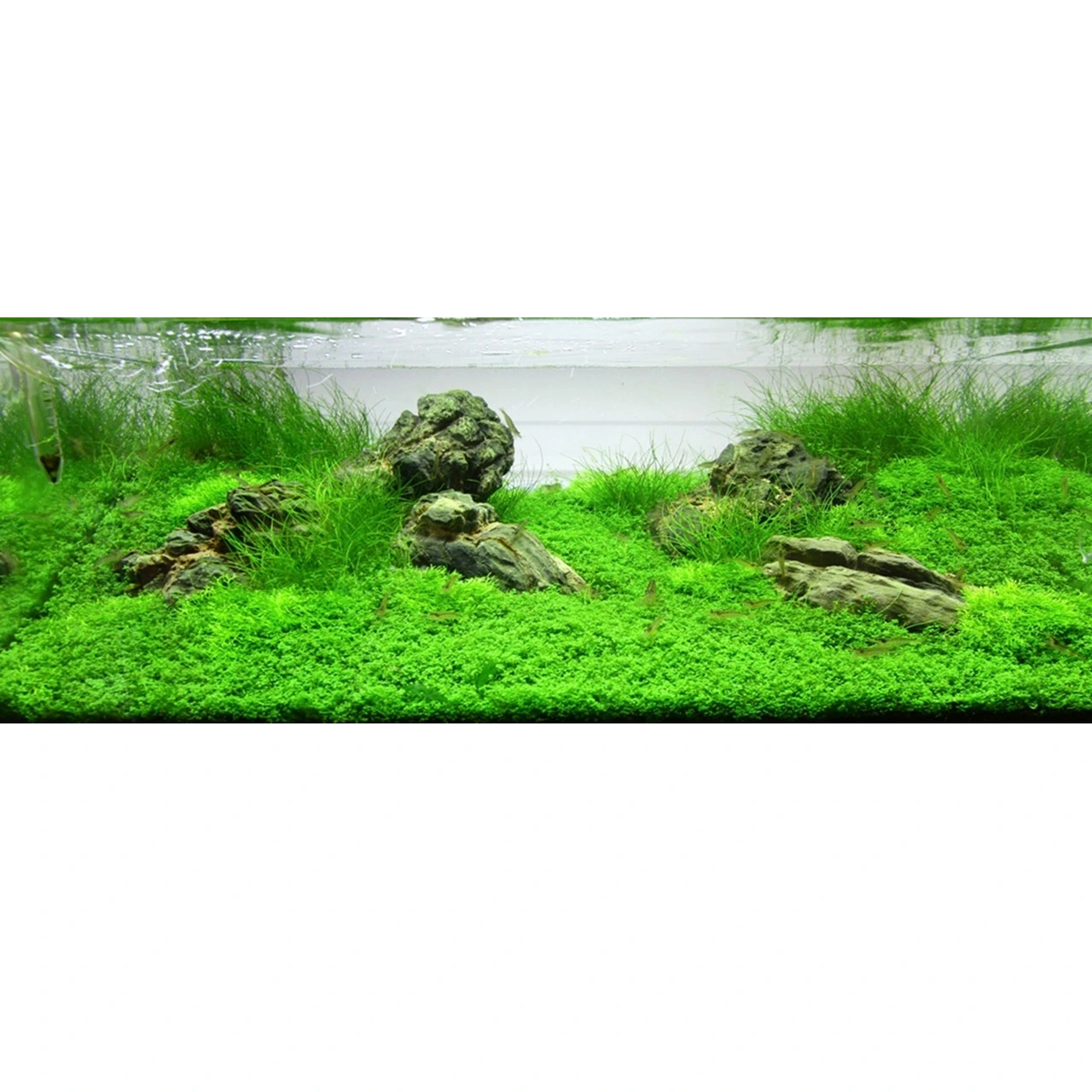 Tropica Eleocharis acicularis Mini 1-2-GROW x 3