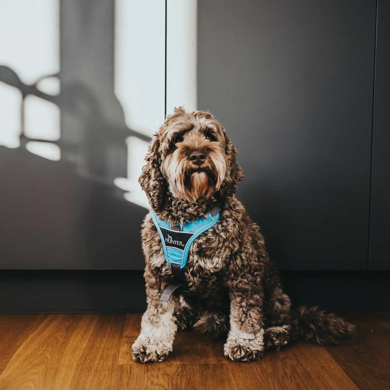 Hunter Divo hundesele L-XL lyseblå/grå just mave 79-107 cm - Sikker pasform og høj komfort