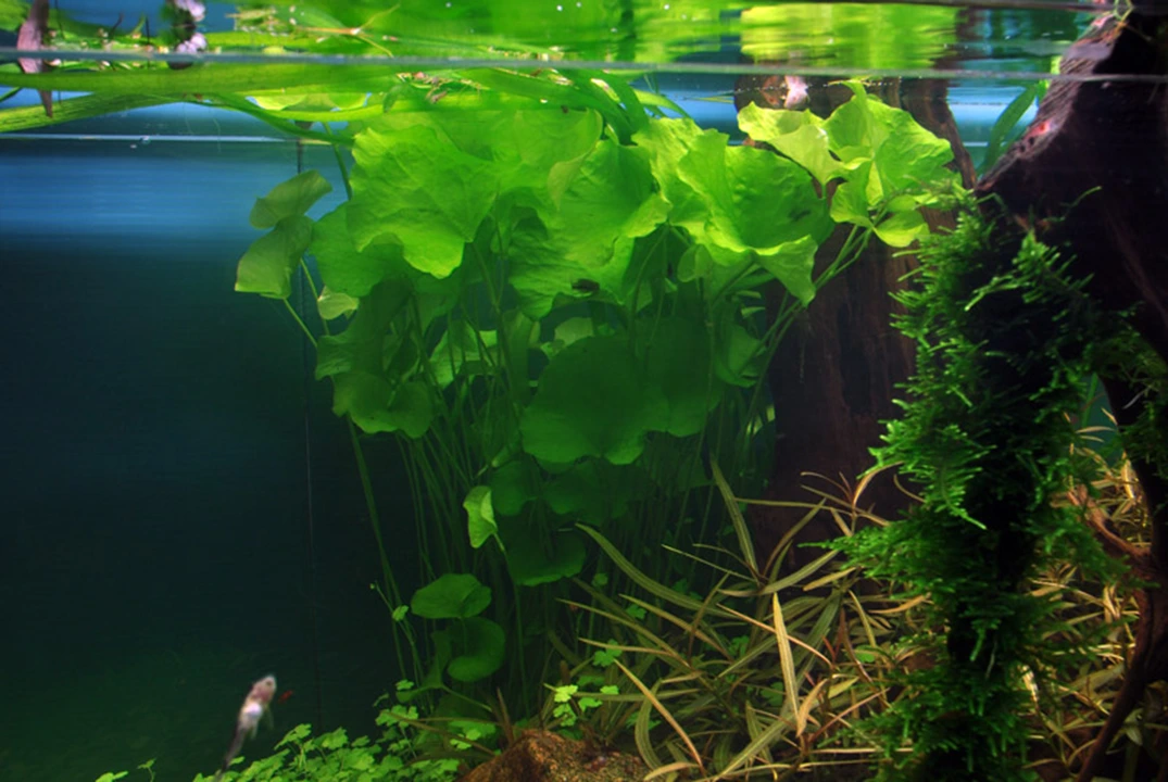 Tropica Akvarieplante i potte Nymphoides hydrophylla Taiwan
