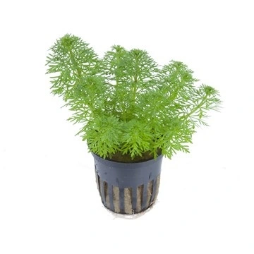 Tropica PCS Pot Limnophila sessiliflora x 3
