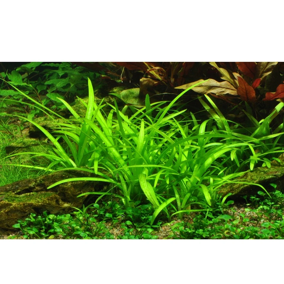 Tropica Sagittaria subulata 1-2-GROW