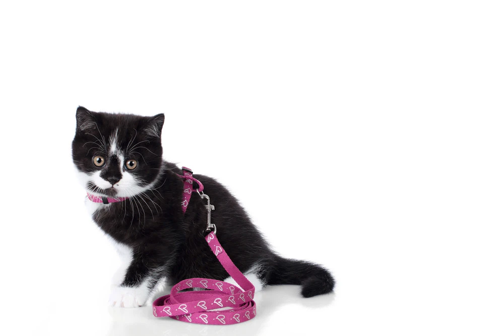 Hunter Kattesele Pink