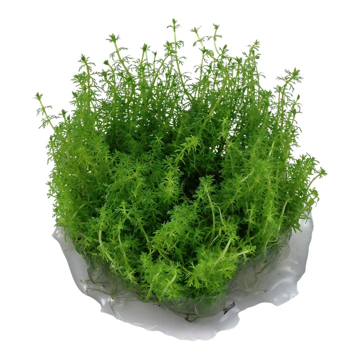 Tropica Myriophyllum Guyana Mini 1-2-GROW