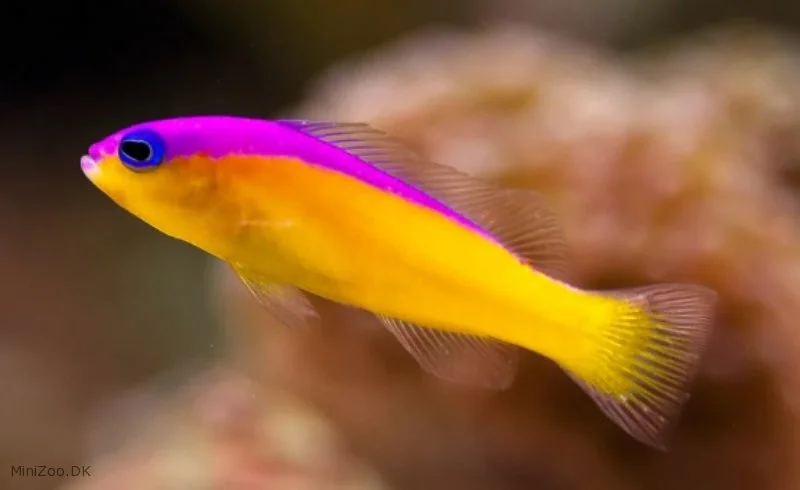 Pictichromis Diadema