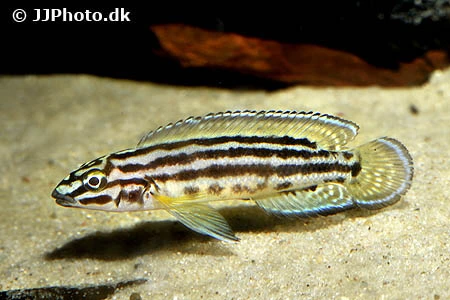 Julidochromis regani
