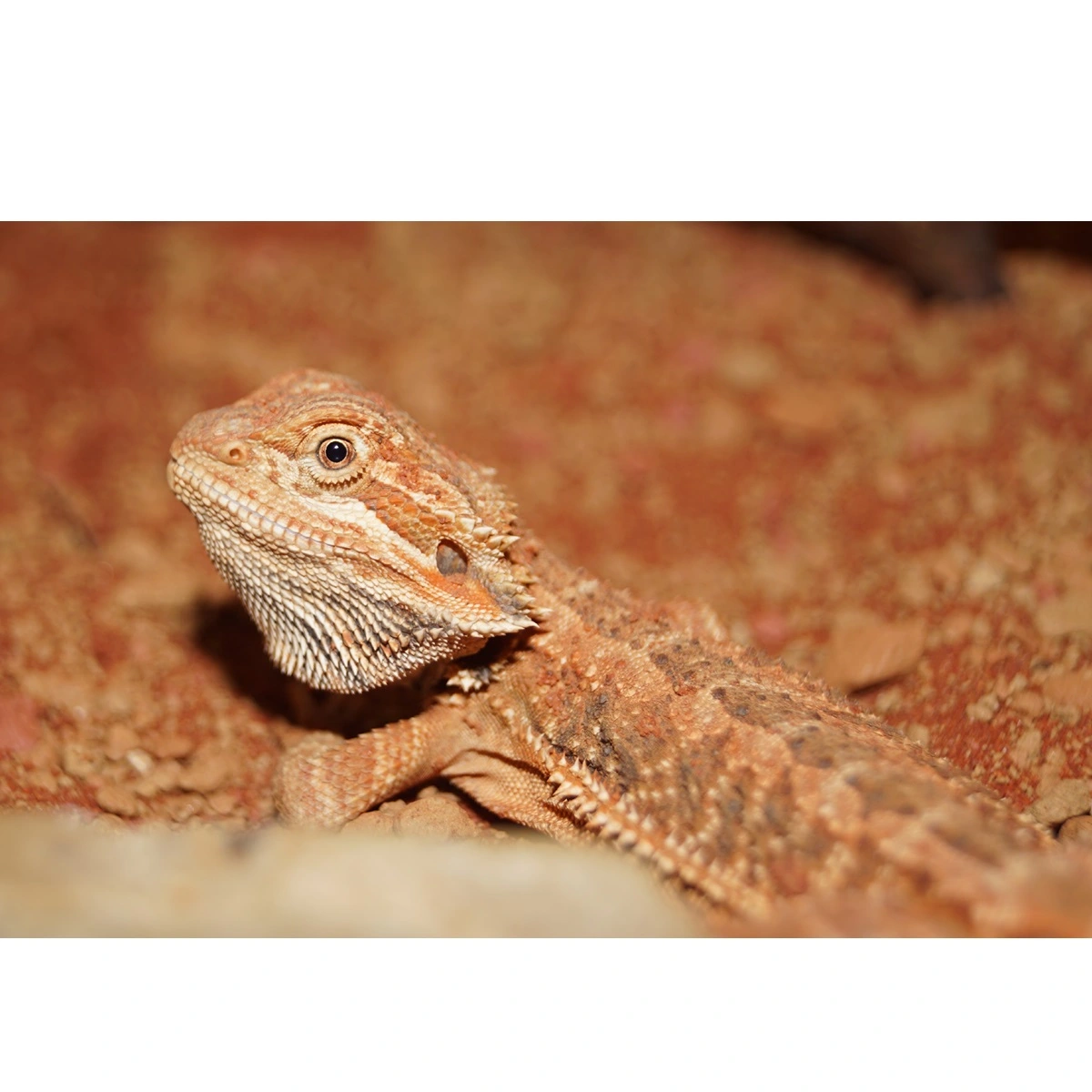 Skægagame ungdyr (Pogona Vitticeps)