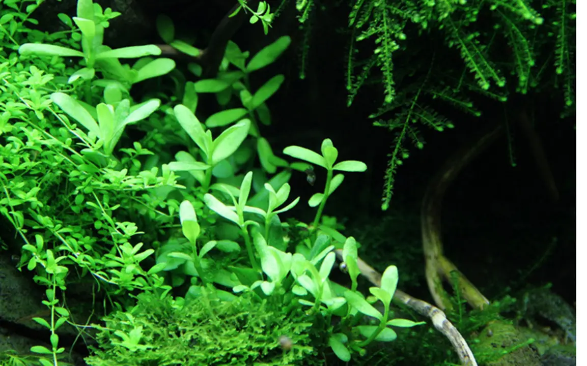 Tropica Akvarieplante i potte Bacopa monnieri Compact