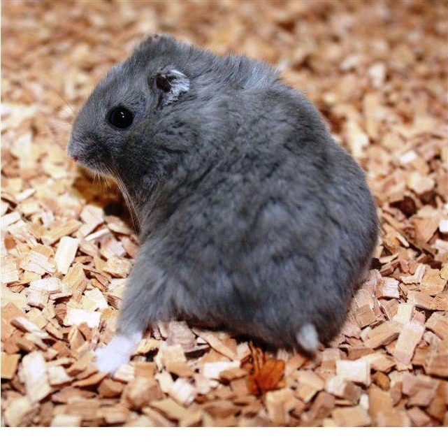 Blå Dværghamster (Phodophus sungorus)