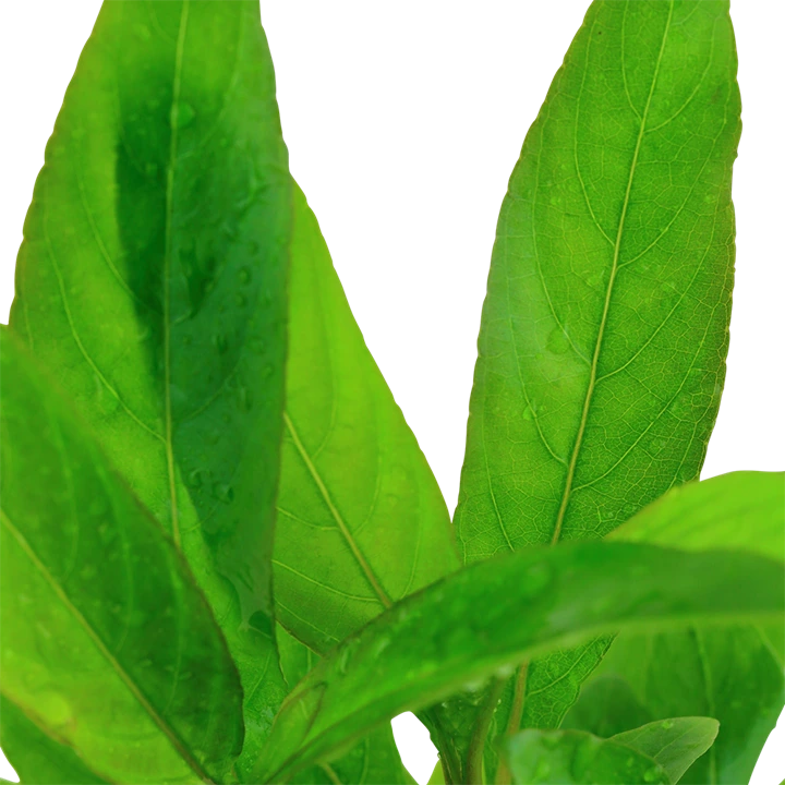 Tropica Akvarieplante i potte Hygrophila Corymbosa Stricta