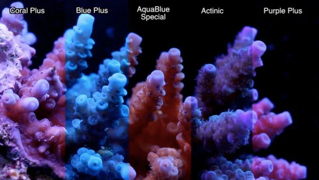 ATI T5 39 Watt Aquablue Special 85 cm