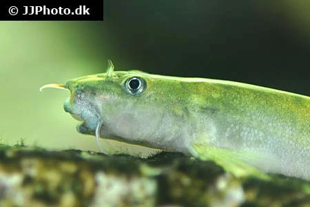 Sumo Smerling (Schistura balteata)