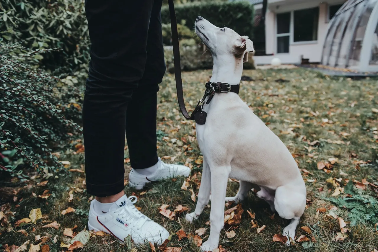 Hunter Aalborg Førerline til Hund Mørkebrun 16/100