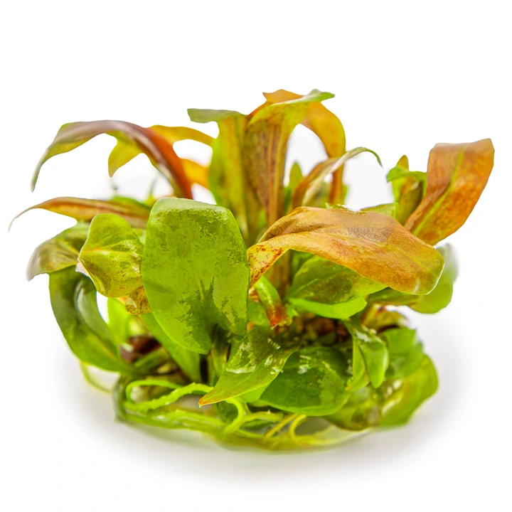 Tropica Lysimachia parvifolia Red 1-2-Grow