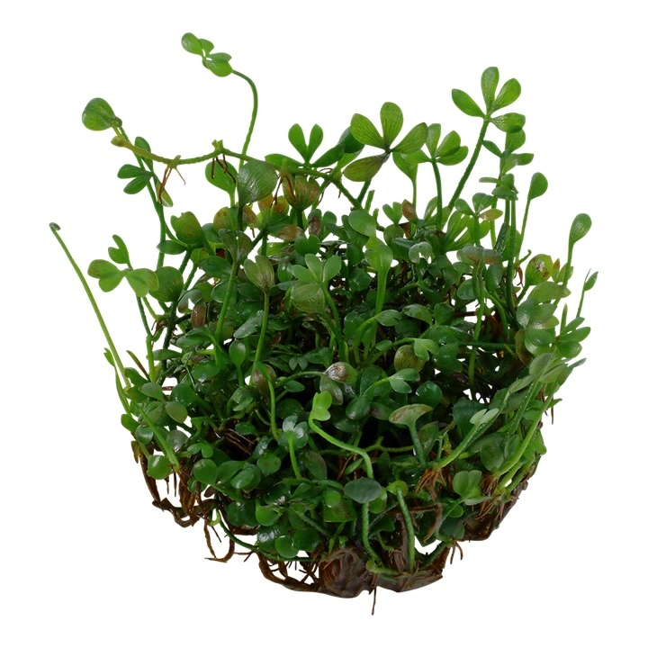 Tropica Marsilea minuta 1-2-GROW x 3