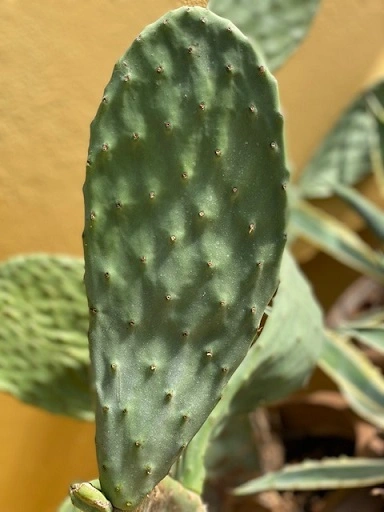 Figenkaktus til landskildpadder (Opuntia ficus indica)
