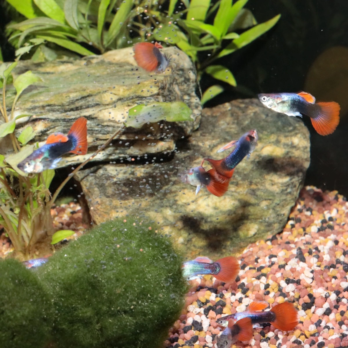 Guppy mix (Poecilia reticulata)