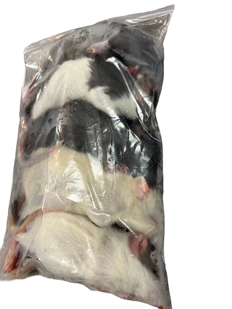 Frosne 6 uger Rotter 90-120 g 5 stk