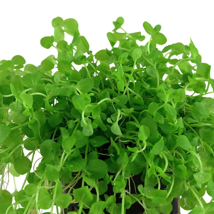 Tropica Akvarieplante i potte Micranthemum umbrosum