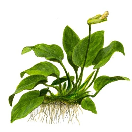 Tropica Akvarieplante i potte Anubias barteri Nana