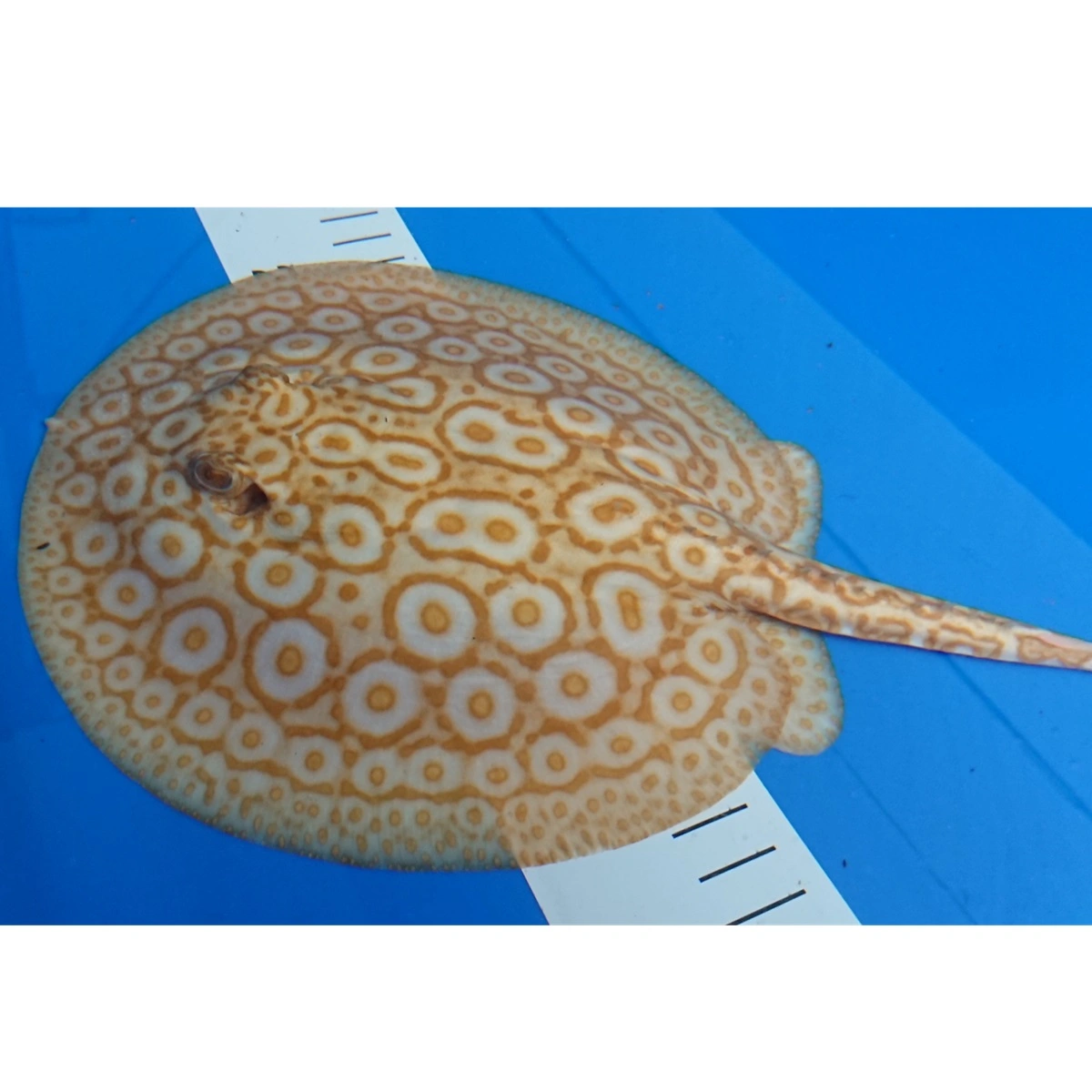 Ferskvandsrokke Potamotrygon Jabuti - Albino Pearl Hun Ø 19 cm