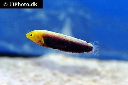 Halichoeres iridis