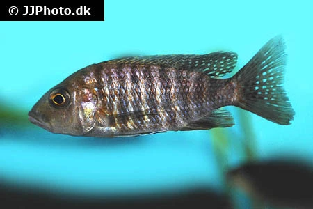 Aulonocara Jacobfreibergi