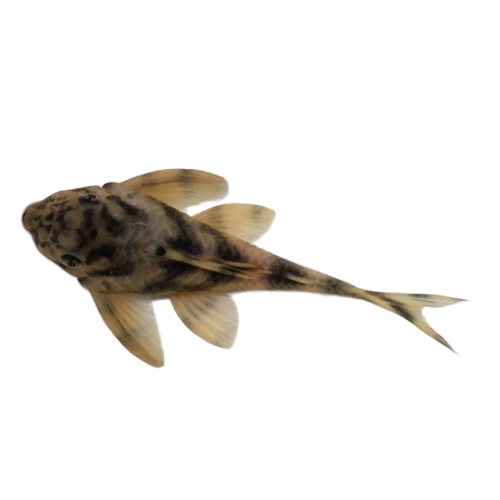 L-202 Hypostomus Peckoltia lineola sp