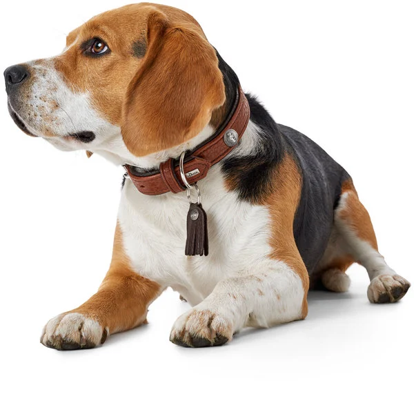 Hunter Cody 50 Cognac Mørkebrun hundehalsbånd - 37-43 cm