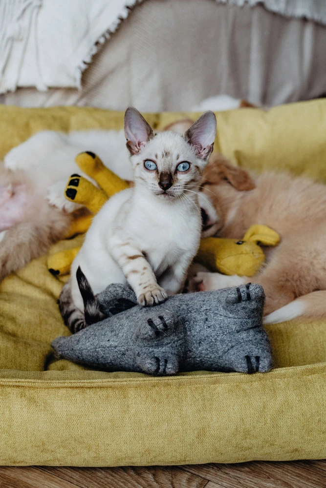 Hunter Eiby Giraf M - bamse til mellemstore hunde