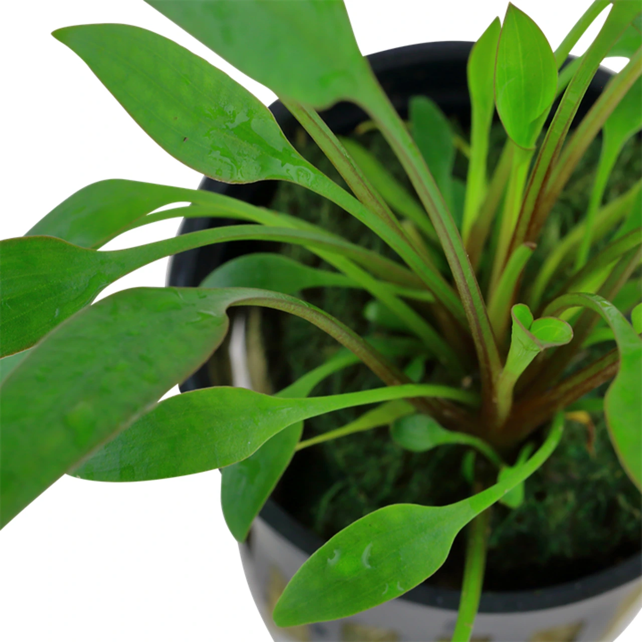 Tropica PCS Pot Cryptocoryne x willisii x 3