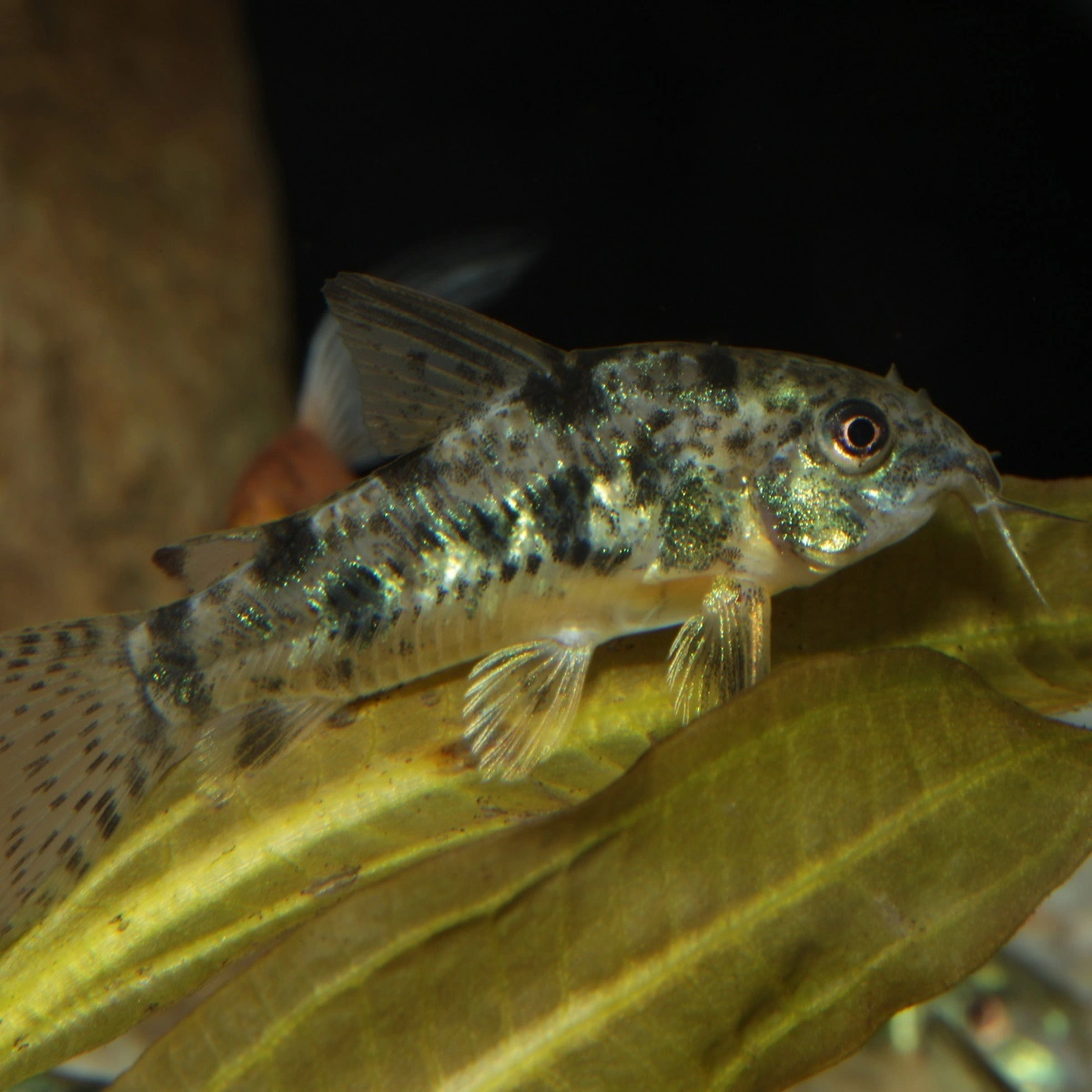 JBL ProNovo Corydoras Tab M 100 ml