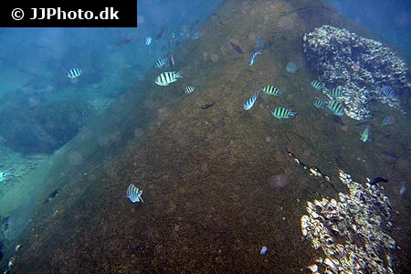 Abudefduf sexfasciatus Fembåndet sergentfisk