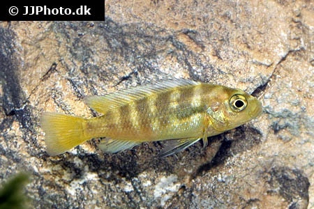 Humlebi Cichlide (Maylandia crabro)