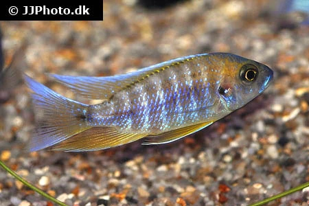 Aulonocara Jacobfreibergi