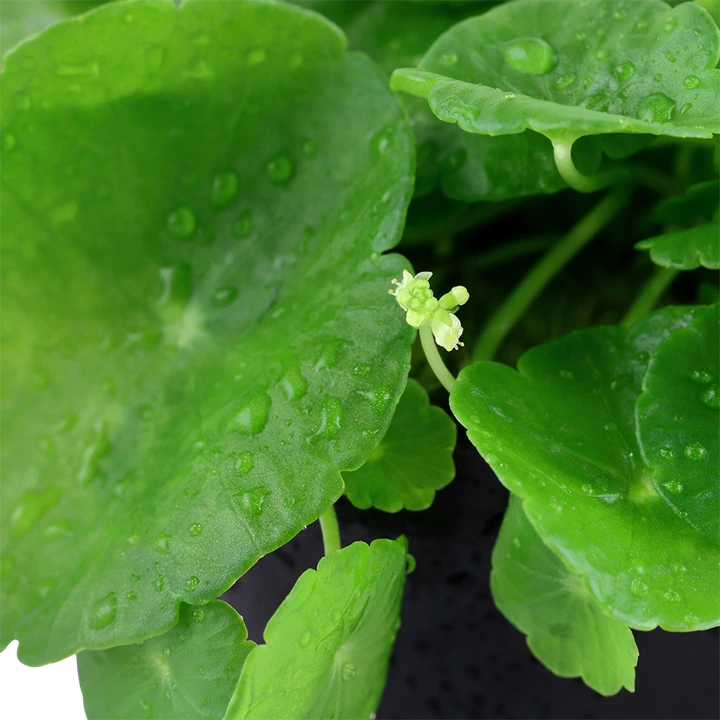 Tropica Akvarieplante i potte Hydrocotyle verticillata
