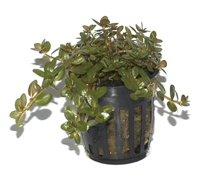 Tropica PCS Pot Rotala rotundifolia x 3