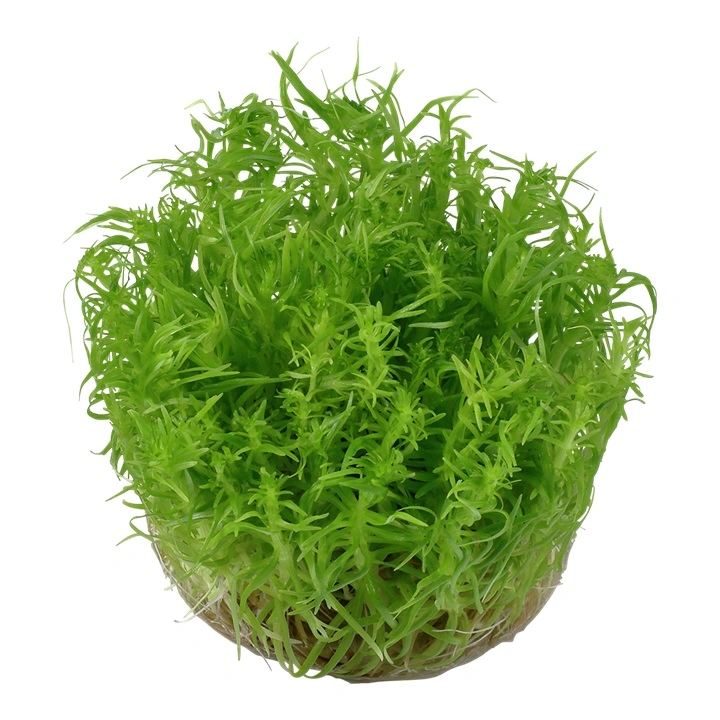 Tropica Pogostemon deccanensis 1-2-GROW x 3