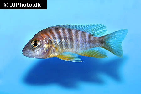Aulonocara Jacobfreibergi