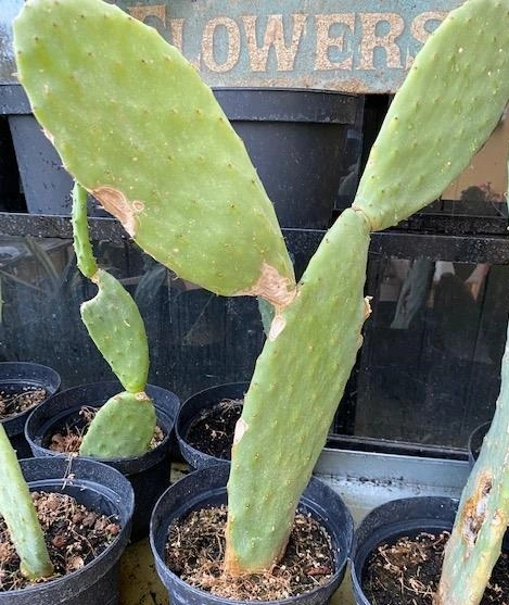 Figenkaktus til landskildpadder (Opuntia ficus indica)