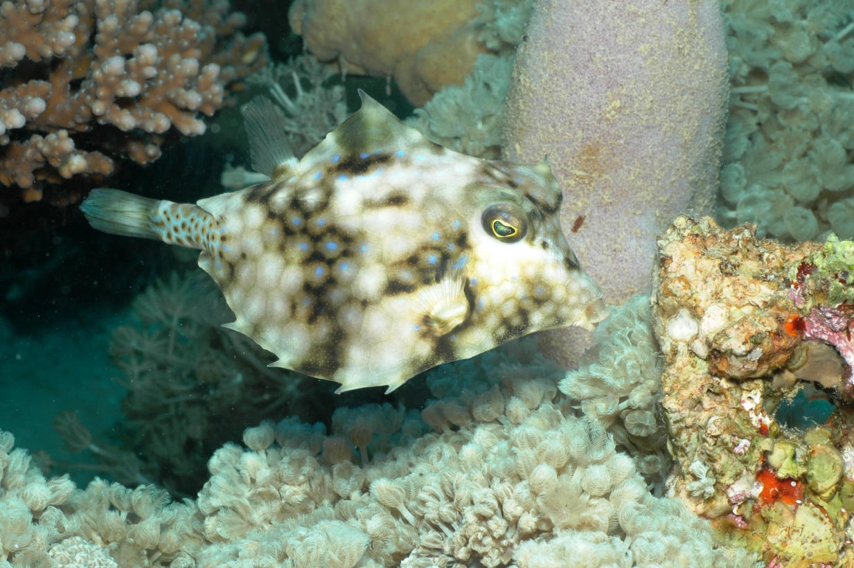 Pyramidekuffertfisk Tetrosomus Gibbosus