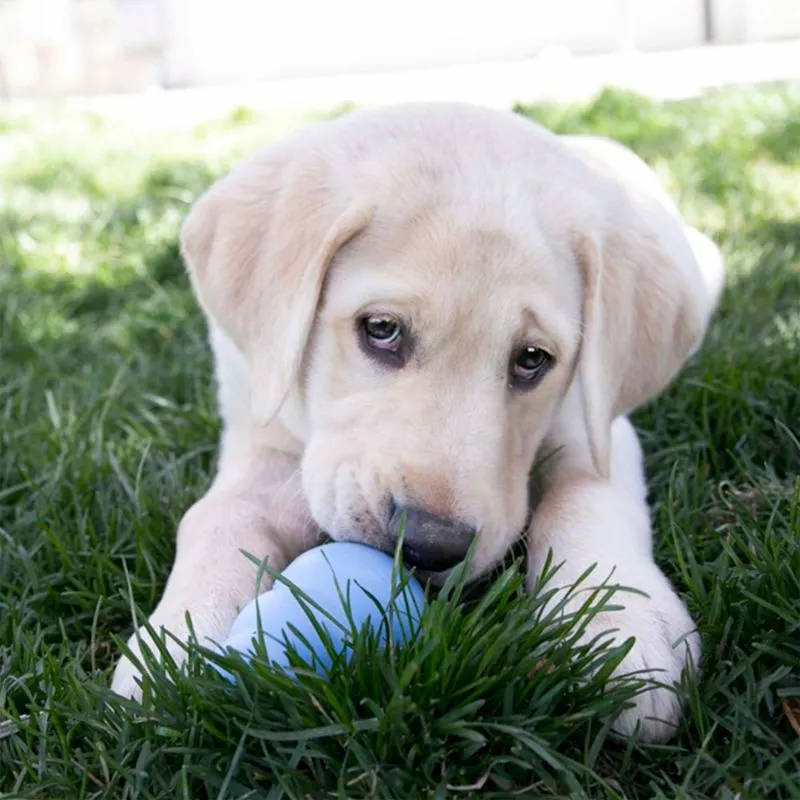 KONG Hundelegetøj Puppy Large 10 cm - blødt aktiveringslegetøj til hvalpe