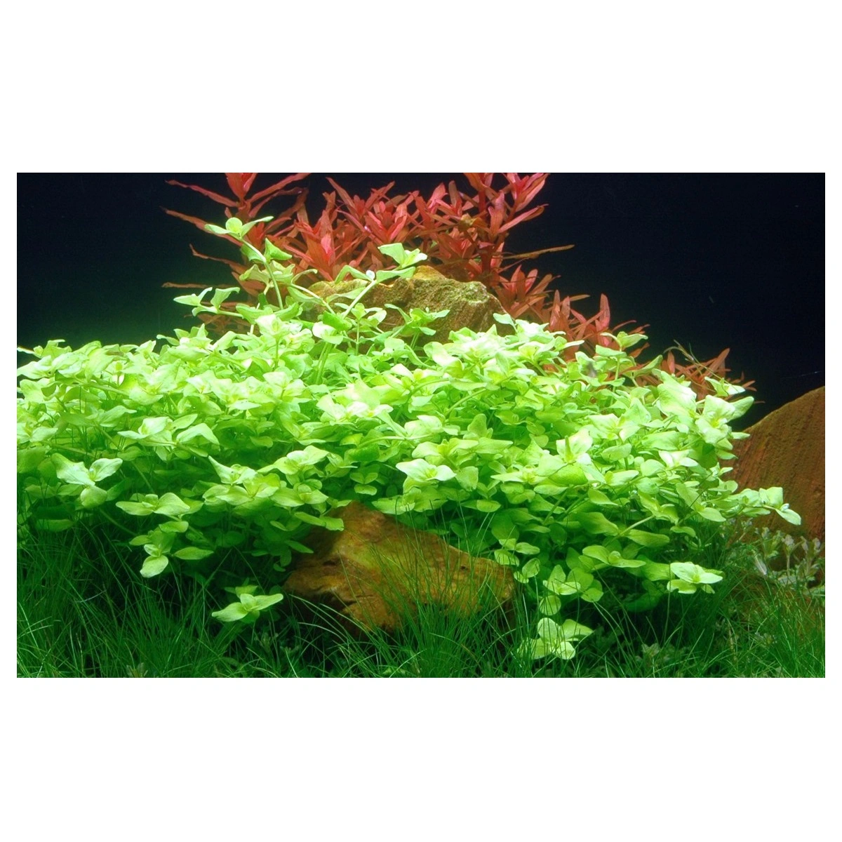 Tropica Akvarieplante i potte Bacopa australis