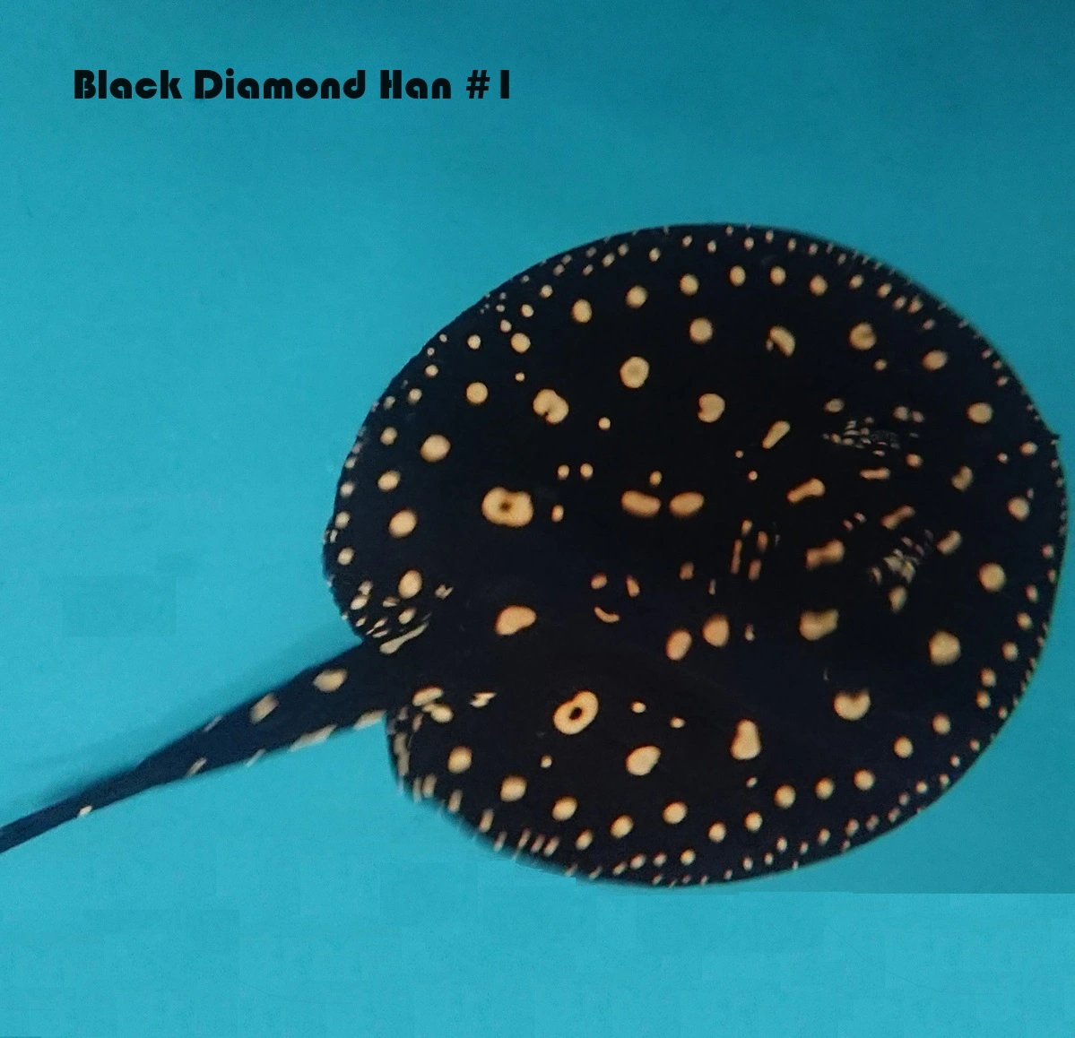 Ferskvandsrokke Potamotrygon Leopoldi - Black Diamond Han Ø 40 cm