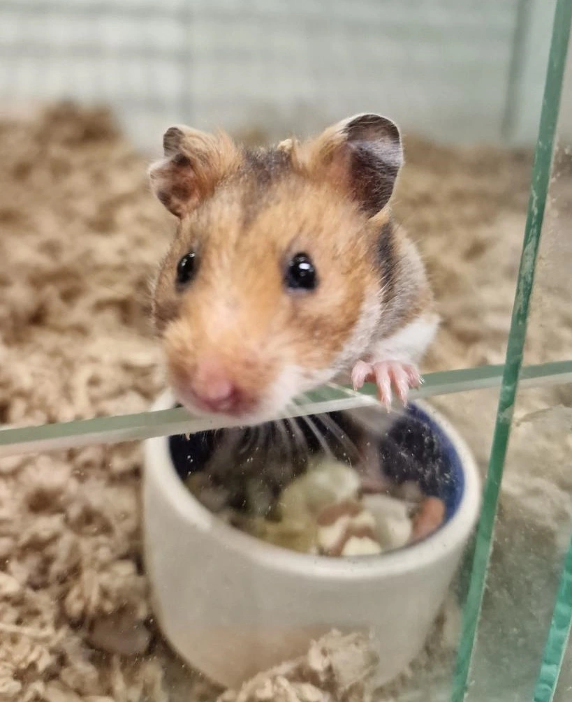 Guldhamster (Mesocricetus auratus)