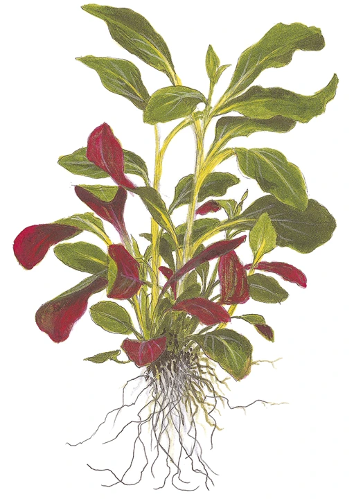 Tropica Minipot Lobelia cardinalis
