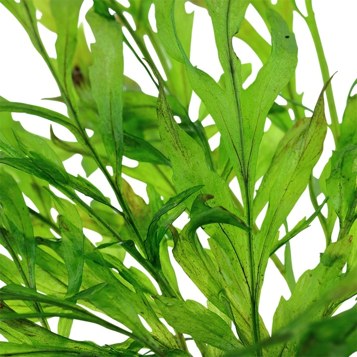 Tropica Akvarieplante i potte Bolbitis heudelotii