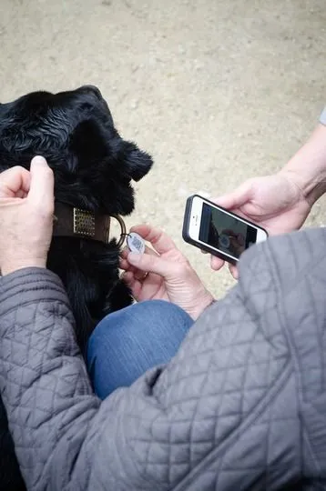 Spotted hundetegn QR ID sort