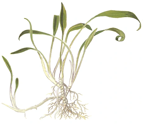 Tropica Akvarieplante i potte Cryptocoryne parva